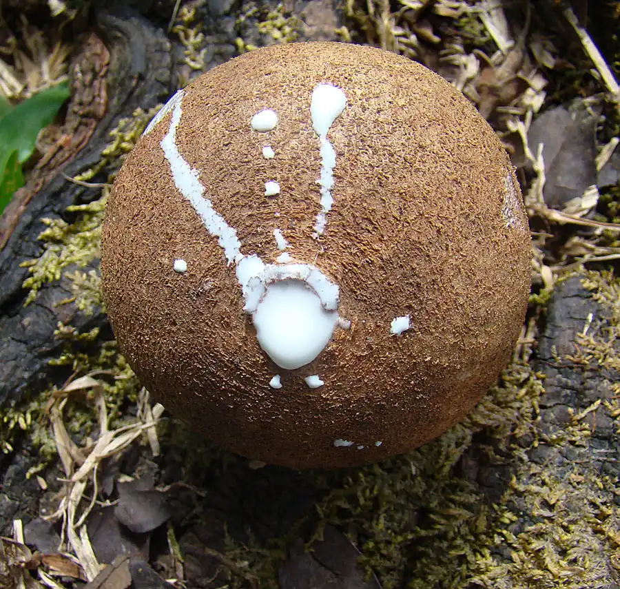 滲み出るチクル（白い物質）